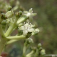 Psychotria gardneri Hook.f.